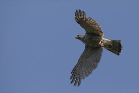 Northern Goshawk, the phantom of the forest, an illustrated talk by Steve Watson