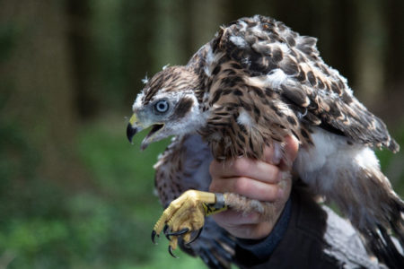 Goshawk Satellite Tagging Project – September 2019 Update