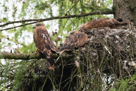 How many pairs of Red Kite are breeding in the North Cotswolds?
