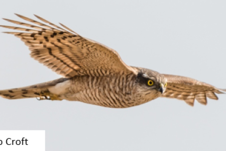 Our next talk – The Sparrowhawk, Thursday 5th February
