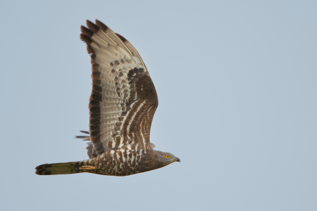 Our next talk – The Honey-Buzzard by Steve Roberts